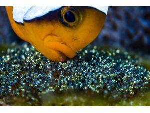 Anemonefish with eggs Cebu Philippines Poster Print by Bruce ShaferStocktrek Images (17 x 11) Anemonefish with eggs Cebu Philippines Poster Print by Bruce ShaferStocktrek Images (17 x 11)