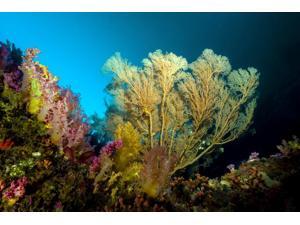 Sea fan Cebu Philippines Poster Print by Bruce ShaferStocktrek Images (17 x 11) Sea fan Cebu Philippines Poster Print by Bruce ShaferStocktrek Images (17 x 11)