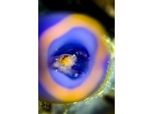 Shrimp in tunicate Cebu Philippines Poster Print by Bruce ShaferStocktrek Images (11 x 17) Shrimp in tunicate Cebu Philippines Poster Print by Bruce ShaferStocktrek Images (11 x 17)