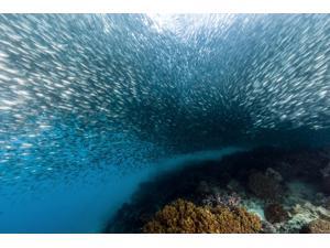 A school of silversides Cebu Philippines Poster Print by Bruce ShaferStocktrek Images (17 x 11) A school of silversides Cebu Philippines Poster Print by Bruce ShaferStocktrek Images (17 x 11)