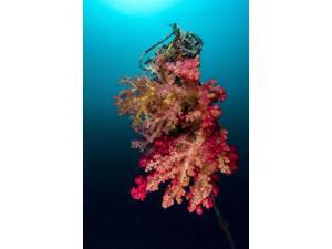 A buoy encrusted in soft coral Cebu Philippines Poster Print by Bruce ShaferStocktrek Images (11 x 17) A buoy encrusted in soft coral Cebu Philippines Poster Print by Bruce ShaferStocktrek Images (11 x 17)