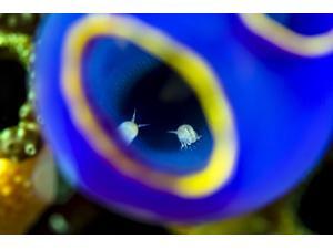 Isopods inside a blue painted tunicate Cebu Philippines Poster Print by Bruce ShaferStocktrek Images (17 x 11) Isopods inside a blue painted tunicate Cebu Philippines Poster Print by Bruce ShaferStocktrek Images (17 x 11)