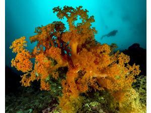 Soft coral with diver in background Cebu Philippines Poster Print by Bruce ShaferStocktrek Images (17 x 11) Soft coral with diver in background Cebu Philippines Poster Print by Bruce ShaferStocktrek Images (17 x 11)