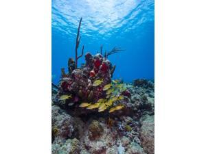Coral reef in St Croix US Virgin Islands Poster Print by Jennifer IdolStocktrek Images (11 x 17) Coral reef in St Croix US Virgin Islands Poster Print by Jennifer IdolStocktrek Images (11 x 17)