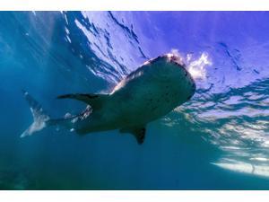 Whale shark near the surface Cebu Philippines Poster Print by Bruce ShaferStocktrek Images (17 x 11) Whale shark near the surface Cebu Philippines Poster Print by Bruce ShaferStocktrek Images (17 x 11)