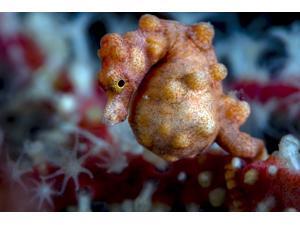 A pregnant pygmy seahorse Cebu Philippines Poster Print by Bruce ShaferStocktrek Images (17 x 11) A pregnant pygmy seahorse Cebu Philippines Poster Print by Bruce ShaferStocktrek Images (17 x 11)