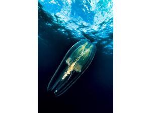Comb jellyfish Cebu Philippines Poster Print by Bruce ShaferStocktrek Images (11 x 17) Comb jellyfish Cebu Philippines Poster Print by Bruce ShaferStocktrek Images (11 x 17)
