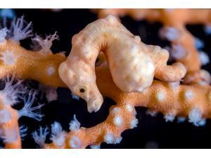 Denise pygmy seahorse Cebu Philippines Poster Print by Bruce ShaferStocktrek Images (17 x 11) Denise pygmy seahorse Cebu Philippines Poster Print by Bruce ShaferStocktrek Images (17 x 11)