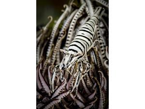 Crinoid shrimp Cebu Philippines Poster Print by Bruce ShaferStocktrek Images (11 x 17) Crinoid shrimp Cebu Philippines Poster Print by Bruce ShaferStocktrek Images (11 x 17)