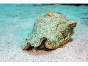 Queen conch in St Croix US Virgin Islands Poster Print by Jennifer IdolStocktrek Images (17 x 11) Queen conch in St Croix US Virgin Islands Poster Print by Jennifer IdolStocktrek Images (17 x 11)