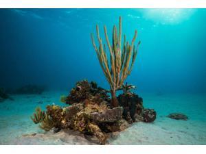 Coral reef in St Croix US Virgin Islands Caribbean Poster Print by Jennifer IdolStocktrek Images (17 x 11) Coral reef in St Croix US Virgin Islands Caribbean Poster Print by Jennifer IdolStocktrek Images (17 x 11)