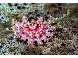 Juvenile crown-of-thorns starfish Cebu Philippines Poster Print by Bruce ShaferStocktrek Images (17 x 11) Juvenile crown-of-thorns starfish Cebu Philippines Poster Print by Bruce ShaferStocktrek Images (17 x 11)