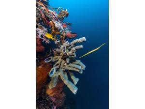 Golden phase trumpetfish with tube sponges Cebu Philippines Poster Print by Bruce ShaferStocktrek Images (11 x 17) Golden phase trumpetfish with tube sponges Cebu Philippines Poster Print by Bruce ShaferStocktrek Images (11 x 17)