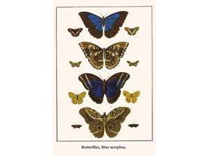 Butterflies Blue morphos Morpho menelaus Nymphalidae Notodontidae Caligo teucer Adelphi cytherea Josia Poster Print by Albertus Seba (18 x 24) Butterflies Blue morphos Morpho menelaus Nymphalidae Notodontidae Caligo teucer Adelphi cytherea Josia Poster Print by Albertus Seba (18 x 24)