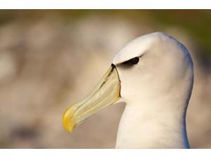 Australia, Tasmania, Bass Strait, Albatross bird head Poster Print by Rebecca Jackrel (36 x 24) Australia, Tasmania, Bass Strait, Albatross bird head Poster Print by Rebecca Jackrel (36 x 24)