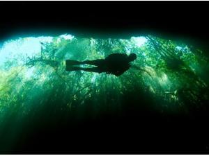 Scuba diver in the cavern part of the cenote system on the Yucatan Peninsula Poster Print by Karen DoodyStocktrek Images (17 x 11) Scuba diver in the cavern part of the cenote system on the Yucatan Peninsula Poster Print by Karen DoodyStocktrek Images (17 x 11)