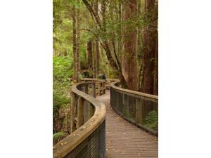 Footpath Through Forest to Newdegate Cave, Tasmania, Australia Poster Print by David Wall (24 x 36) Footpath Through Forest to Newdegate Cave, Tasmania, Australia Poster Print by David Wall (24 x 36)