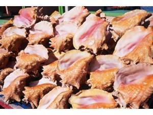Conch Shells, St Georges, Grenada, Caribbean Poster Print by Paul Thompson (36 x 24) Conch Shells, St Georges, Grenada, Caribbean Poster Print by Paul Thompson (36 x 24)