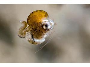 Tiny idiomysis shrimp Cebu Philippines Poster Print by Bruce ShaferStocktrek Images (17 x 11) Tiny idiomysis shrimp Cebu Philippines Poster Print by Bruce ShaferStocktrek Images (17 x 11)