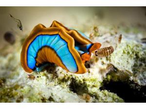 An orange-edged sapsucking slug Cebu Philippines Poster Print by Bruce ShaferStocktrek Images (17 x 11) An orange-edged sapsucking slug Cebu Philippines Poster Print by Bruce ShaferStocktrek Images (17 x 11)