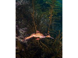 Weedy sea dragon Tasmania Australia Poster Print by Brandi MuellerStocktrek Images (11 x 17) Weedy sea dragon Tasmania Australia Poster Print by Brandi MuellerStocktrek Images (11 x 17)