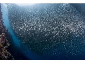Massive school of millions of sardines Cebu Philippines Poster Print by Mathieu MeurStocktrek Images (17 x 11) Massive school of millions of sardines Cebu Philippines Poster Print by Mathieu MeurStocktrek Images (17 x 11)