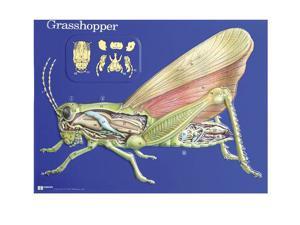 Hubbard Scientific 2753 Grasshopper Model Activity Set