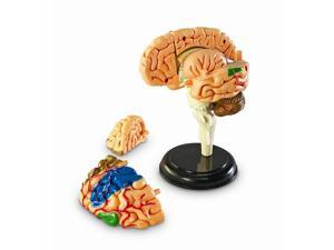 Learning Resources Human Anatomy Brain Model - 31 Piece