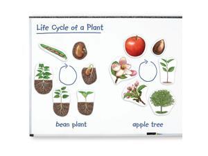 Learning Resources Giant Magnetic Plant Life Cycle Learning Resources Giant Magnetic Plant Life Cycle