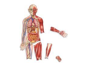Learning Resources Double Sided Magnetic Human Body Learning Resources Double Sided Magnetic Human Body