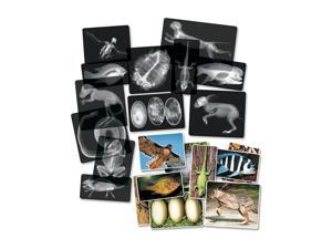Roylco Inc. R-5910 12.8" x 8.5" x 0.1" Animal X-Rays Roylco Inc. R-5910 12.8" x 8.5" x 0.1" Animal X-Rays