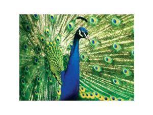Animal Planet Peacock 300 Piece Puzzle by Masterpieces Puzzle Co.