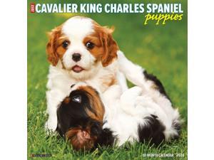 Willow Creek Press,  Cavalier King Charles Spaniel Puppies 2023 Wall Calendar