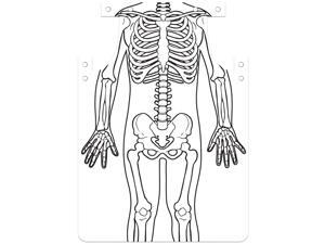 Roylco Apron Skeleton Art 12-1/2"Wx1/100"Lx25-9/10"H 12/PK WE 59801 Roylco Apron Skeleton Art 12-1/2"Wx1/100"Lx25-9/10"H 12/PK WE 59801