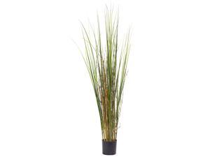 Grass and Bamboo Plant