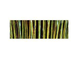 Panoramic Images PPI122749L Bamboo trees in a botanical garden Kanapaha Botanical Gardens Gainesville Alachua County Florida USA Poster Print by Panoramic Images - 36 x 12 Panoramic Images PPI122749L Bamboo trees in a botanical garden Kanapaha Botanical Gardens Gainesville Alachua County Florida USA Poster Print by Panoramic Images - 36 x 12
