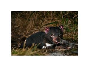 Danita Delimont PDDAU01MZW0083 Tasmanian Devil Wildlife Eating Carrion Tasmania Poster Print by Martin Zwick, 18 x 12 Danita Delimont PDDAU01MZW0083 Tasmanian Devil Wildlife Eating Carrion Tasmania Poster Print by Martin Zwick, 18 x 12