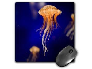 3dRose 8 x 8 x 0.25 Inches Mouse Pad, Sea Nettle, Monterey Bay Aquarium, California (mp_88462_1) 3dRose 8 x 8 x 0.25 Inches Mouse Pad, Sea Nettle, Monterey Bay Aquarium, California (mp_88462_1)