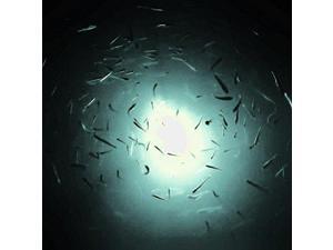 White Underwater LED Fishing Light Blob 15000 Lumens 30ft Power Cord with 12v Battery Alligator Clips White Underwater LED Fishing Light Blob 15000 Lumens 30ft Power Cord with 12v Battery Alligator Clips