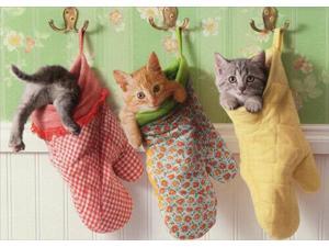 Kittens In Oven Mitts Funny Cat Mothers Day Card - Greeting Card by Avanti Press Kittens In Oven Mitts Funny Cat Mothers Day Card - Greeting Card by Avanti Press