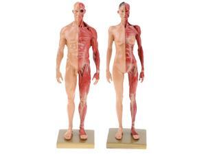 11\\\'\\\' Skin Color Female Male Anatomy Figure Anatomical Reference for Artists 11\\\'\\\' Skin Color Female Male Anatomy Figure Anatomical Reference for Artists