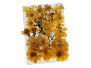 36/37/38/39/42Pc Natural Real Pressed Dried Flowers DIY Scrapbook Yellow 36/37/38/39/42Pc Natural Real Pressed Dried Flowers DIY Scrapbook Yellow