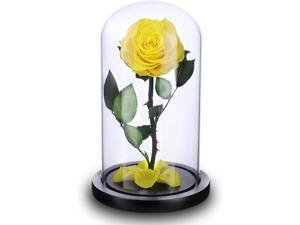 NW 1776 Natural Immortal Magic Rose Forever Love Ultimate Beauty and Beast Souvenir, (4.1in x 9in) Wooden Chassis and Glass Dome Beautiful Gift Box Eternal Rose is The Best Gift for The Anniversary