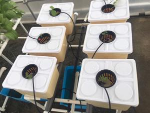 Intsupermai 6 Sites Hydroponic Site Grow Kit Box-Type Plant Garden Growing System