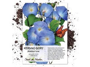 Needs Heavenly Blue Morning Glory Ipomoea Tricolor 1000 s Untreated