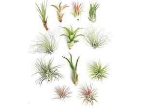 Succulents | Live Air Plants Hand Selected Assorted Variety of Species Tropical Houseplants for Home Décor and DIY Terrariums 12Pack Green
