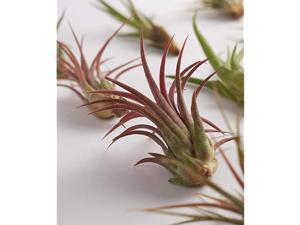 Live Air Plants Hand Selected Assorted Variety of Species Tropical Houseplants for Home Décor and DIY Terrariums 100Pack