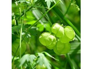 Balloon Vine Cardiospermum Halicacabum Plant Seed 100 Seeds Balloon Vine Cardiospermum Halicacabum Plant Seed 100 Seeds