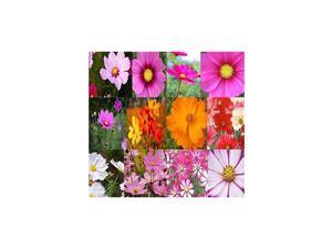 Pack Cosmos USA Mix 8000+ Flower Seeds By MySeedsCo Pack Cosmos Mix Pack Cosmos USA Mix 8000+ Flower Seeds By MySeedsCo Pack Cosmos Mix