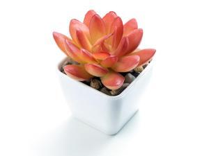 ® Mini Artificial Succulent Greenery Bonsai Plants in Plastic Pot ® Mini Artificial Succulent Greenery Bonsai Plants in Plastic Pot